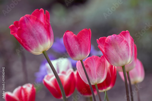 Fresh flowering tulips in springtime garden  beautiful early tulipa gesneriana flowers in bloom  various colors  flowers bunch