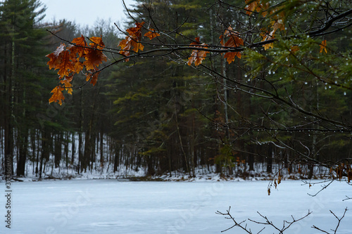 Fall leaves over a frozen lake