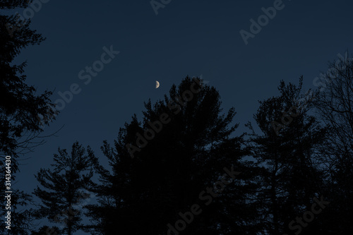 Moon in the sky behind tree