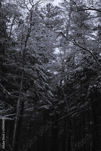 Trees covered in snow