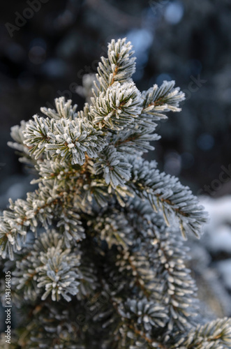 Fir branch on snow in witner forest