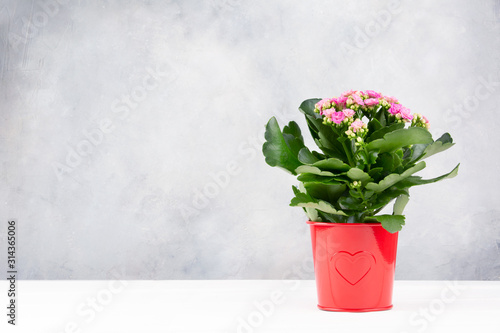 Fototapeta Naklejka Na Ścianę i Meble -  Valentine's day. Flowers in a red pot with a heart on a light gray background. Copy space.