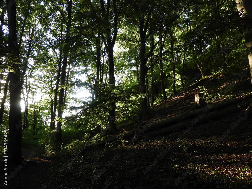 Fototapeta premium Märchenwald