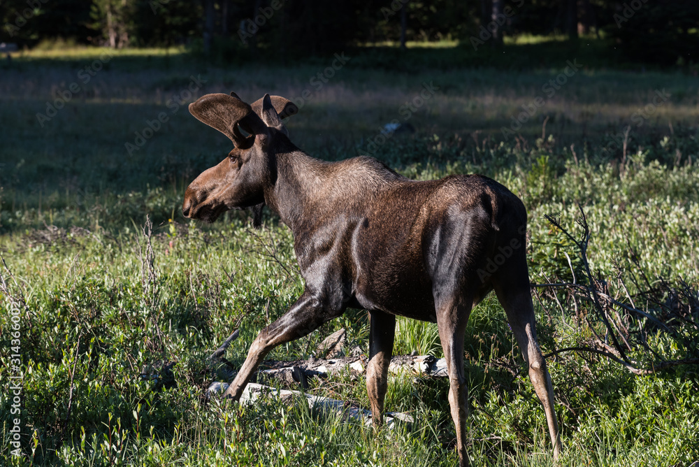 Shiras Moose in Colorado. Shiras are the smallest species of Moose in North America Shiras Moose in Colorado. Shiras are the smallest species of Moose in North America