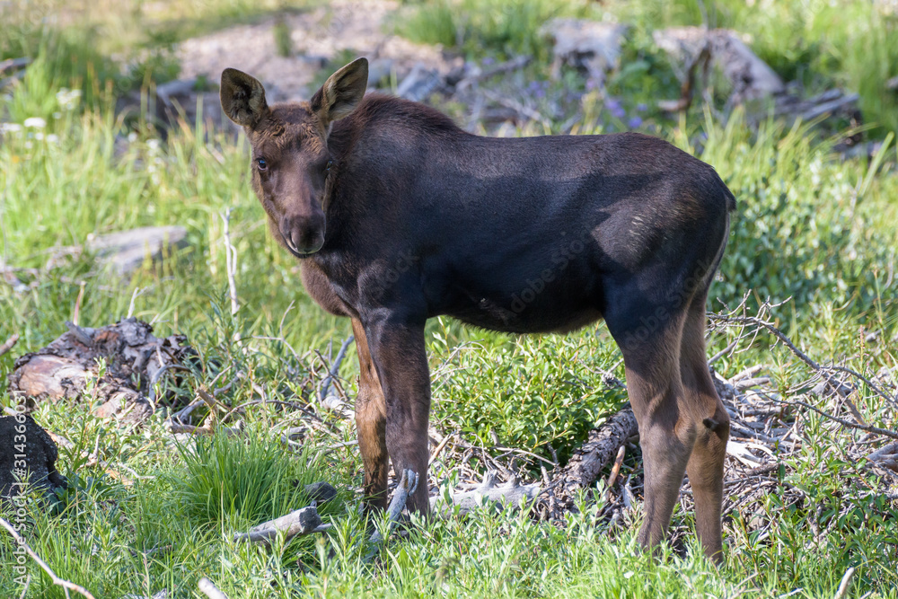 Shiras Moose in Colorado. Shiras are the smallest species of Moose in North America Shiras Moose in Colorado. Shiras are the smallest species of Moose in North America