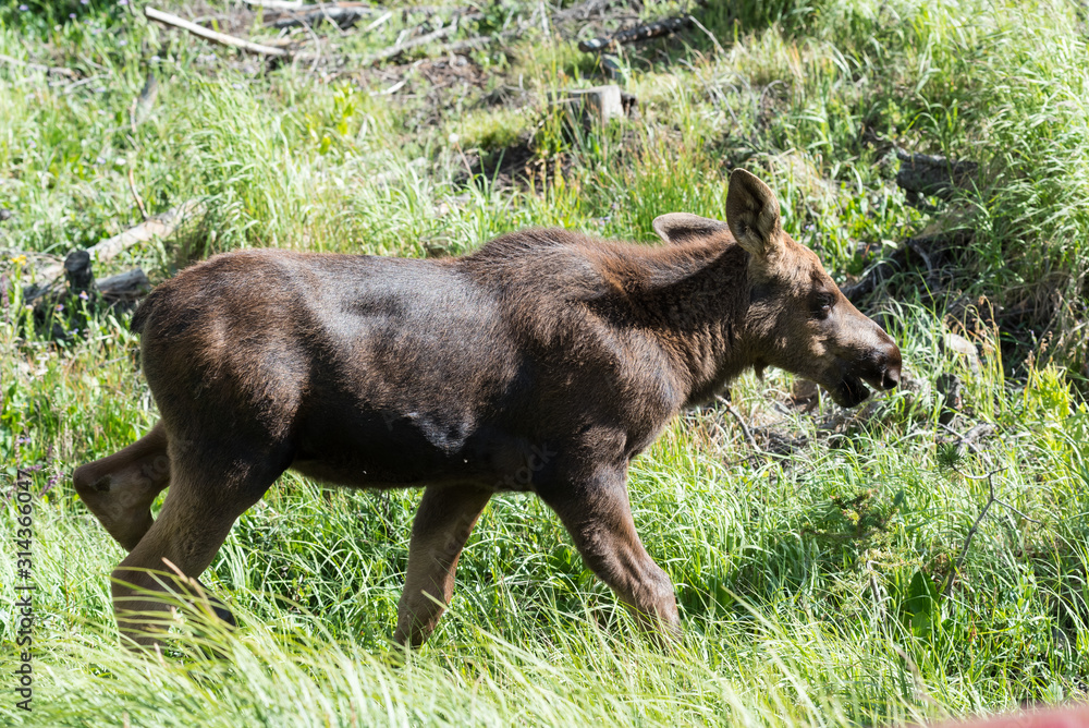 Shiras Moose in Colorado. Shiras are the smallest species of Moose in North America Shiras Moose in Colorado. Shiras are the smallest species of Moose in North America