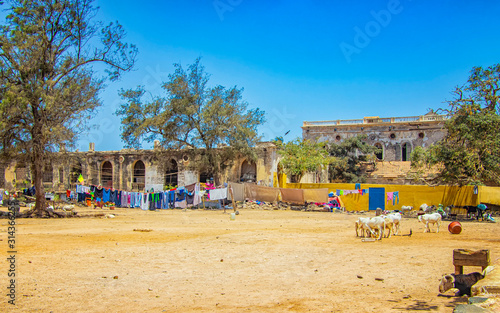 Photo Herd of goats on a typical dusty yard in Goree, Senegal