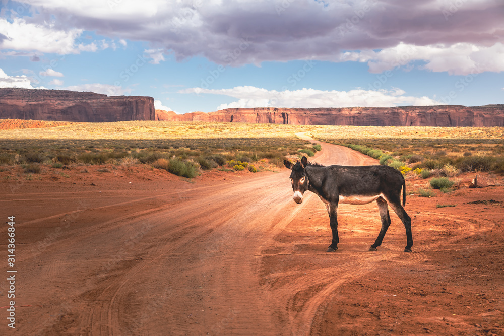 Wild burro in front of a scenic cinematic landscape, Arizona Wild burro in front of a scenic cinematic landscape, Arizona