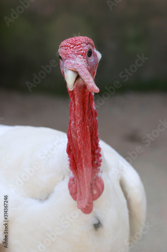 Wild Turkey close-up photo