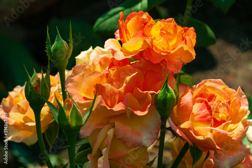 A pink-peach tea rose hybrid blooming in the garden at noon. Blossoming of rose flower buds on ground in Valentine's Day.