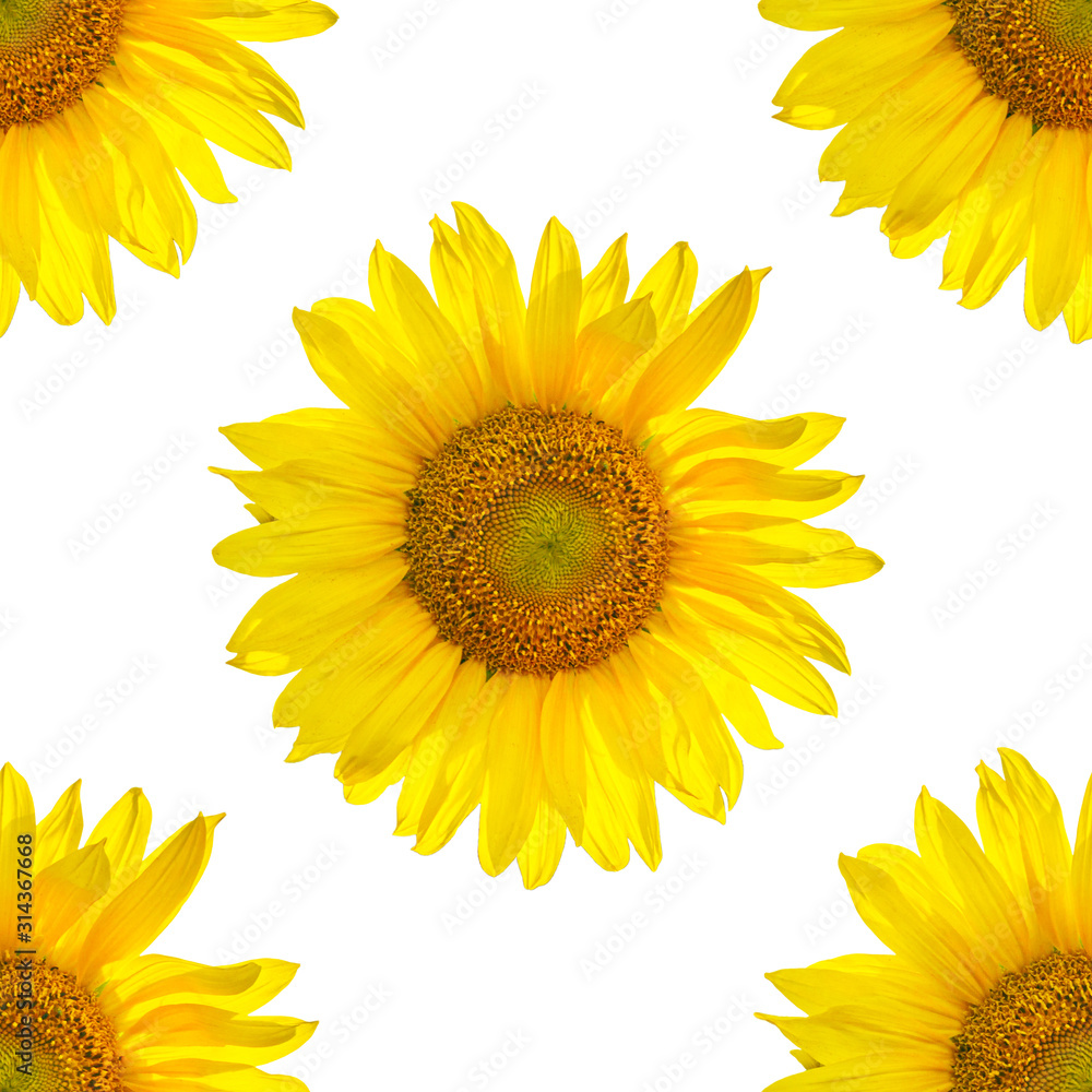 Printable seamless autumn repeat pattern background with sunflowers. Sunflower repetitive pattern on white background. Set of sunflower flowers isolated for print and design.
