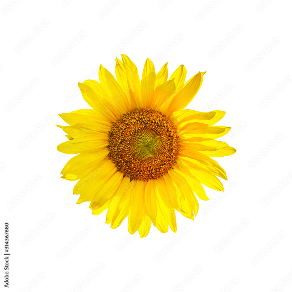 Sunflower flower isolated for print and design. Printable autumn pattern with sunflower. Sunflower pattern on white background. Sunflower flower isolated for print and design. Printable autumn pattern with sunflower. Sunflower pattern on white background.