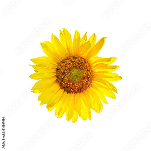 Sunflower flower isolated for print and design. Printable autumn pattern with sunflower. Sunflower pattern on white background.