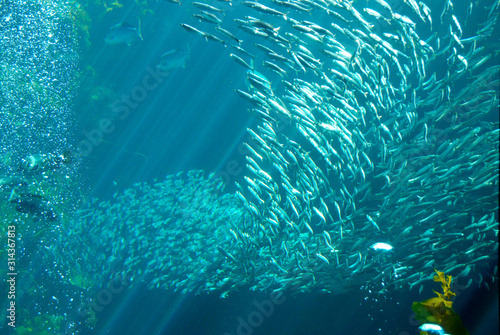 Obraz na plátně shoal of fish in turquoise waters of aquarium