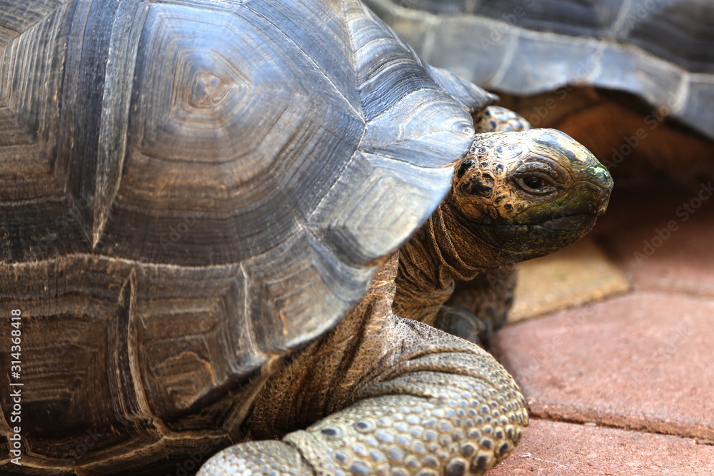 The Giant Tortoise Aldabra The Largest Tortoise in the World The Giant Tortoise Aldabra The Largest Tortoise in the World
