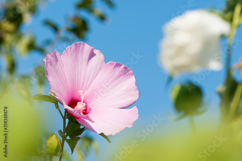 Hibiskus rosa-sinensis, known colloquially as Chinese hibiskus, China rose, rose mallow in garden. Pink and white hibiscus with the blue sky in the background.