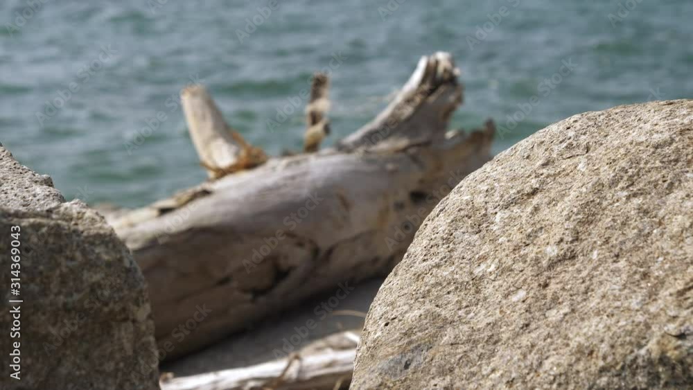 The branch of the tree on the rocks on the shore The branch of the tree on the rocks on the shore