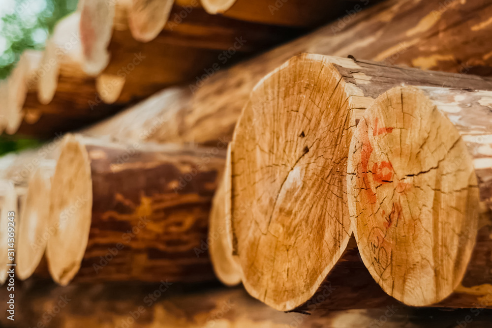 Pine log cut. Rings of wood.