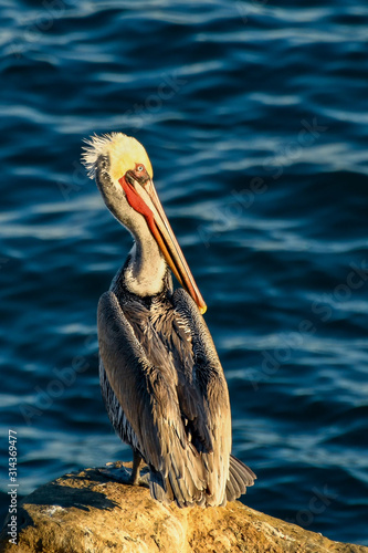 Pelican and the Great Blue Ocean
