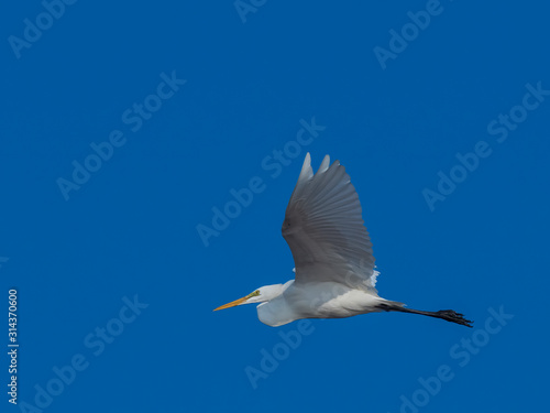 Great Egret (Ardea alba) in Flight. It is in the non-breeding season as its overall plumage is white and the bill and facial skin are yellow. 