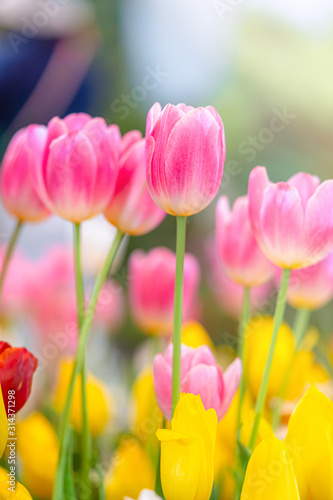 Close-up of Beautiful Pink tulips flower with flowerbed blurred garden nature background.