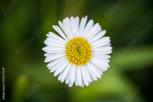 Daisy flower background photo