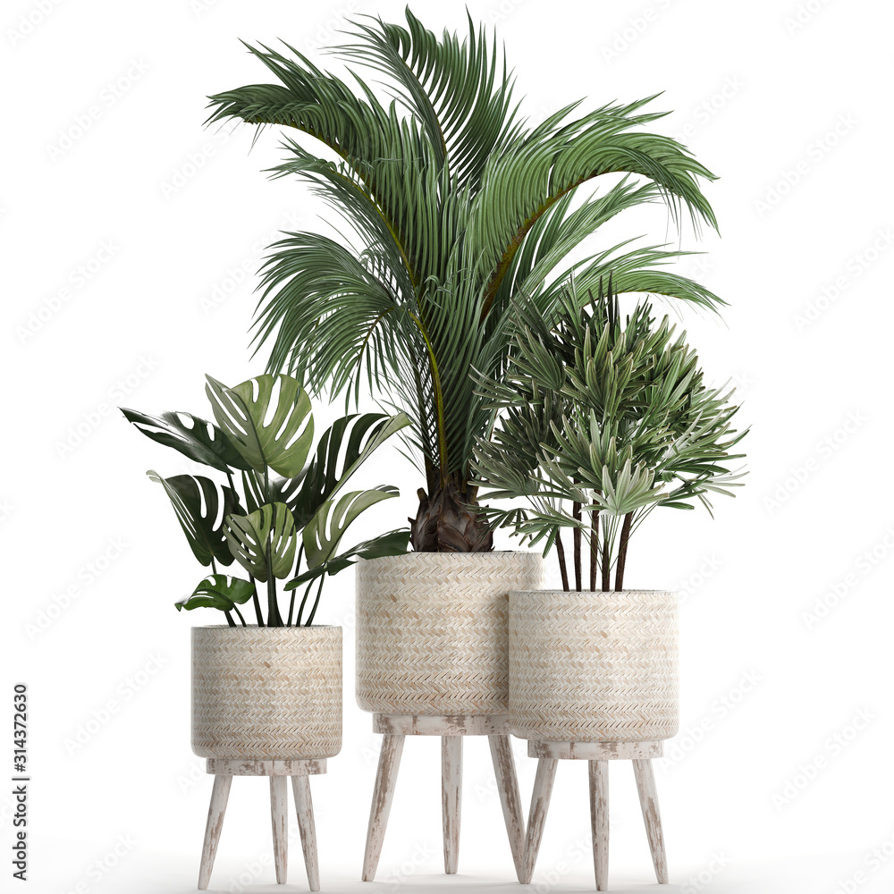 plant in a white rattan basket on a white background plant in a white rattan basket on a white background
