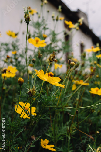 Fototapeta Naklejka Na Ścianę i Meble -  Flores amarillas en pueblo de las montañas