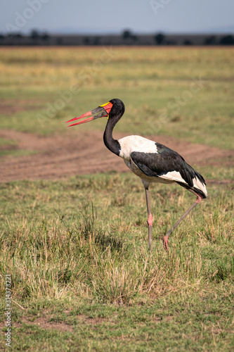 A Saddle-Billed Stork walking through the open grassland.  Image taken in the Masai Mara  Kenya.