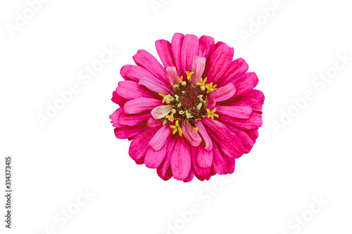 Bann Chuen (Scientific name: Zinnia violacea Cav.) Is a single leaf herbaceous plant with a bouquet of red, pink, orange, purple as an ornamental plant.