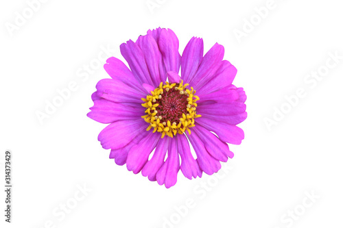 Bann Chuen  Scientific name  Zinnia violacea Cav.  Is a single leaf herbaceous plant with a bouquet of red  pink  orange  purple as an ornamental plant.