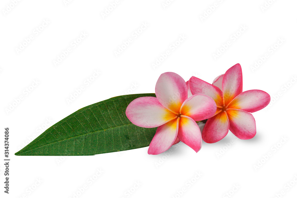 Flowers Isolated on White Background  with clipping path. There are Pink lily and Frangipani.