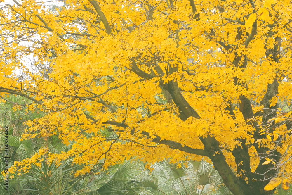 árbol lleno de ramas repletas con hojas amarillas hermosas , vintage, soft,  dreamy, otoñal, árbol, caer, naturaleza, amarilla, hojas, bosque, follaje,  ciclos, paisaje Photos | Adobe Stock