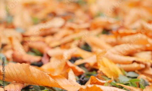 Wallpaper Mural primer plano del suelo en otoño lleno de hojas anaranjadas, bokeh, soft look, suave, bokeh, vintage, naranja, rojo, ocre, hojarasca Torontodigital.ca