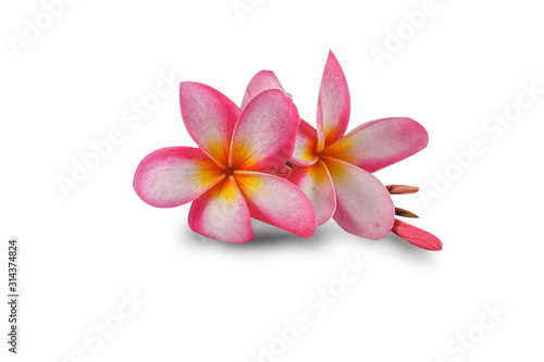 Flowers Isolated on White Background. There are Pink, White Pink Frangipani.  