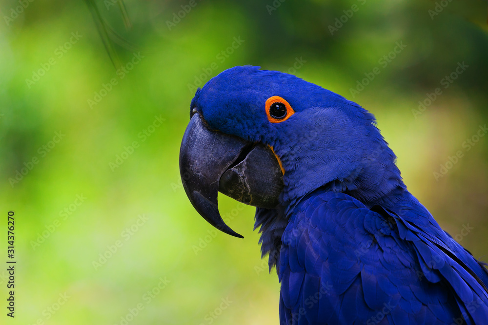 Obraz premium blue macaw Portrait