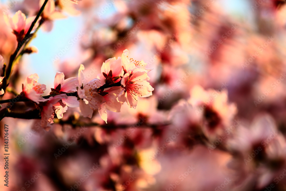In full bloom in the peach blossom In full bloom in the peach blossom