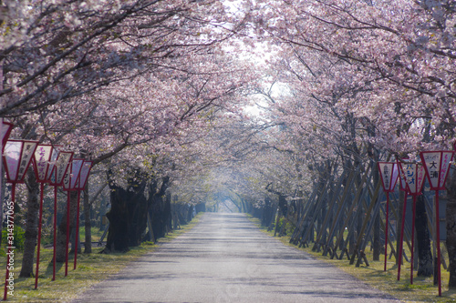 母智丘神社の桜