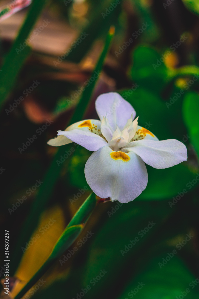 flower flower
