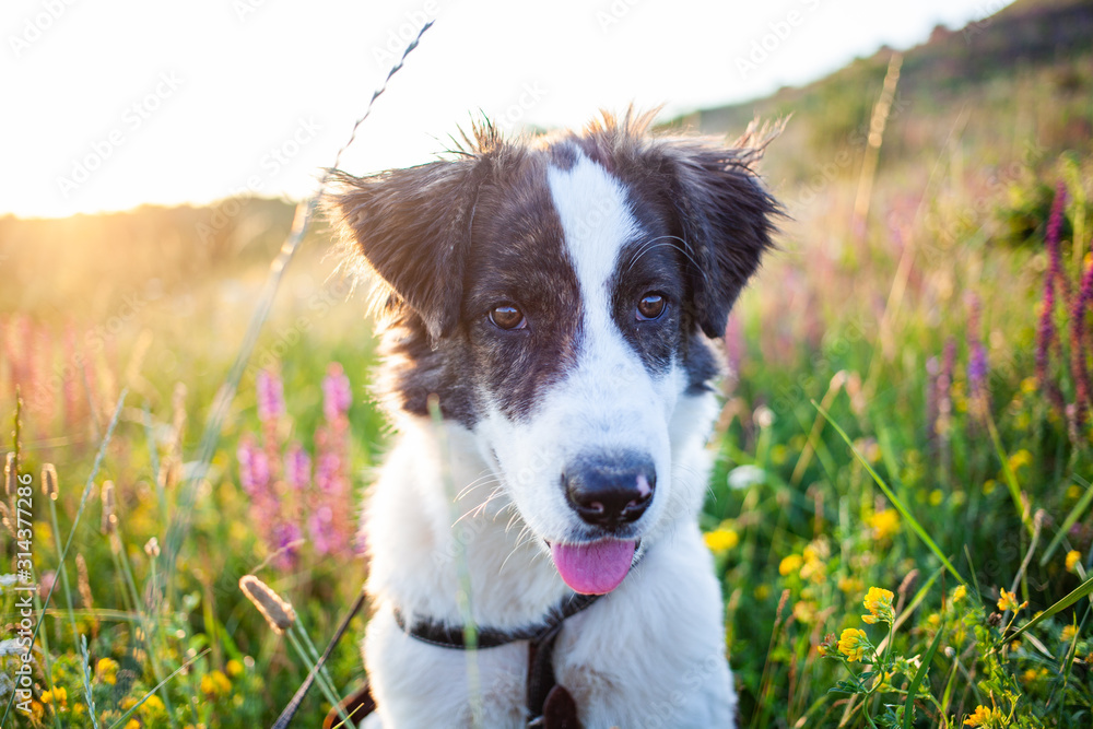 cute shepherd dog in a beautiful spring landscape cute shepherd dog in a beautiful spring landscape