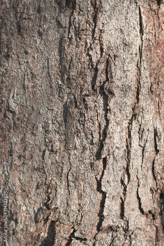 bark of a tree