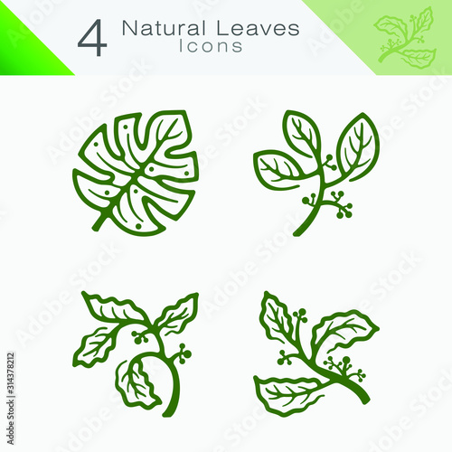 Several variations of leaves  vector illustration for your business