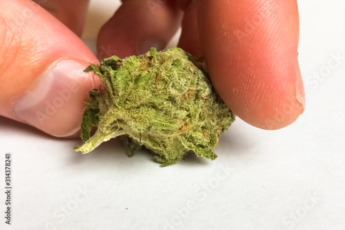 Small dried cannabis inflorescence. Dope marijuana from hemp inf