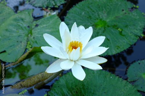 Flowers from the tropical region of Southeast Asia.