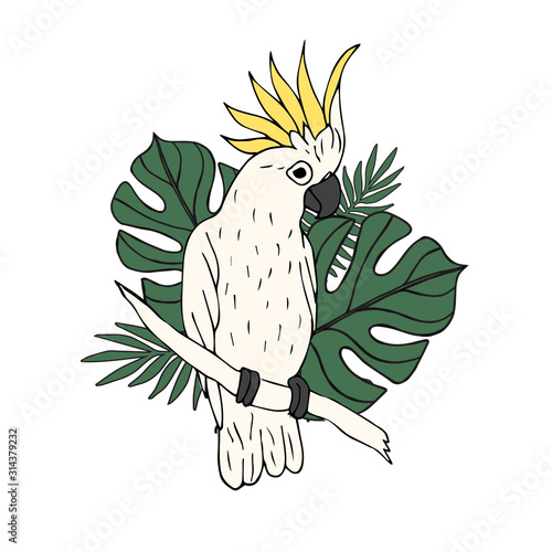 Vector hand drawn doodle sketch colored cockatoo parrot with palm leaves illustration isolated on white background