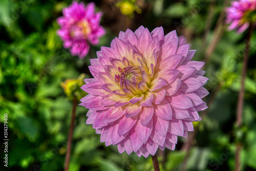 Swan Island Dahlias © KRoberts