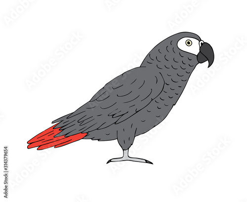 Vector hand drawn doodle sketch colored gray African parrot isolated on white background