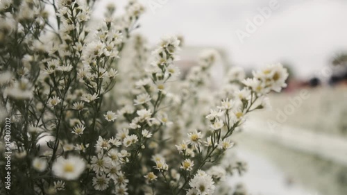 beautiful white flowers