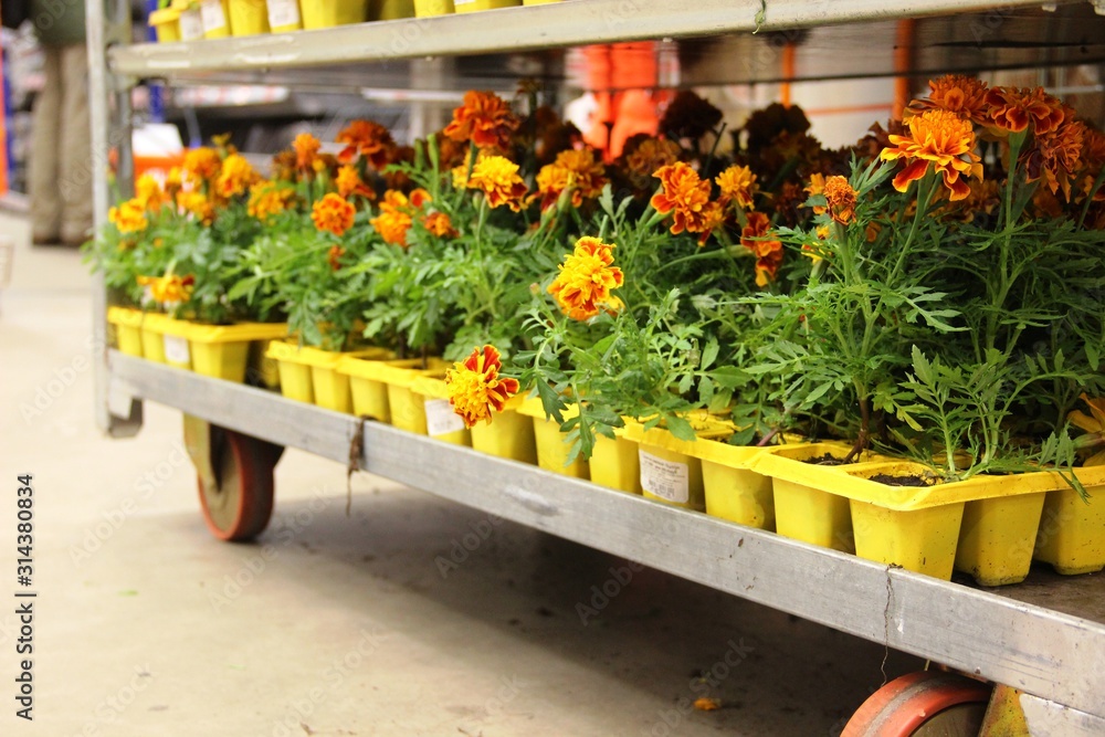 lots yellow and orange marigolds daisies on the store shelves. potted flowers. the concept of gardening. marigolds flowers