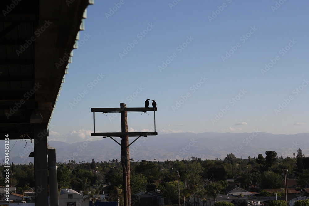 Crows on pole Crows on pole